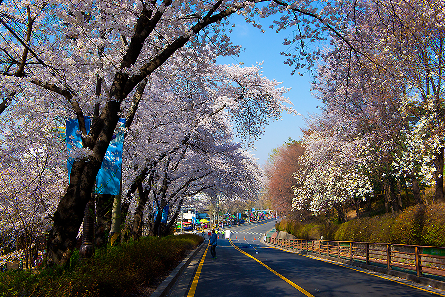 축제로 경기 옛 모습과 전통을 배우다! 2014 경기도청 벚꽃축제